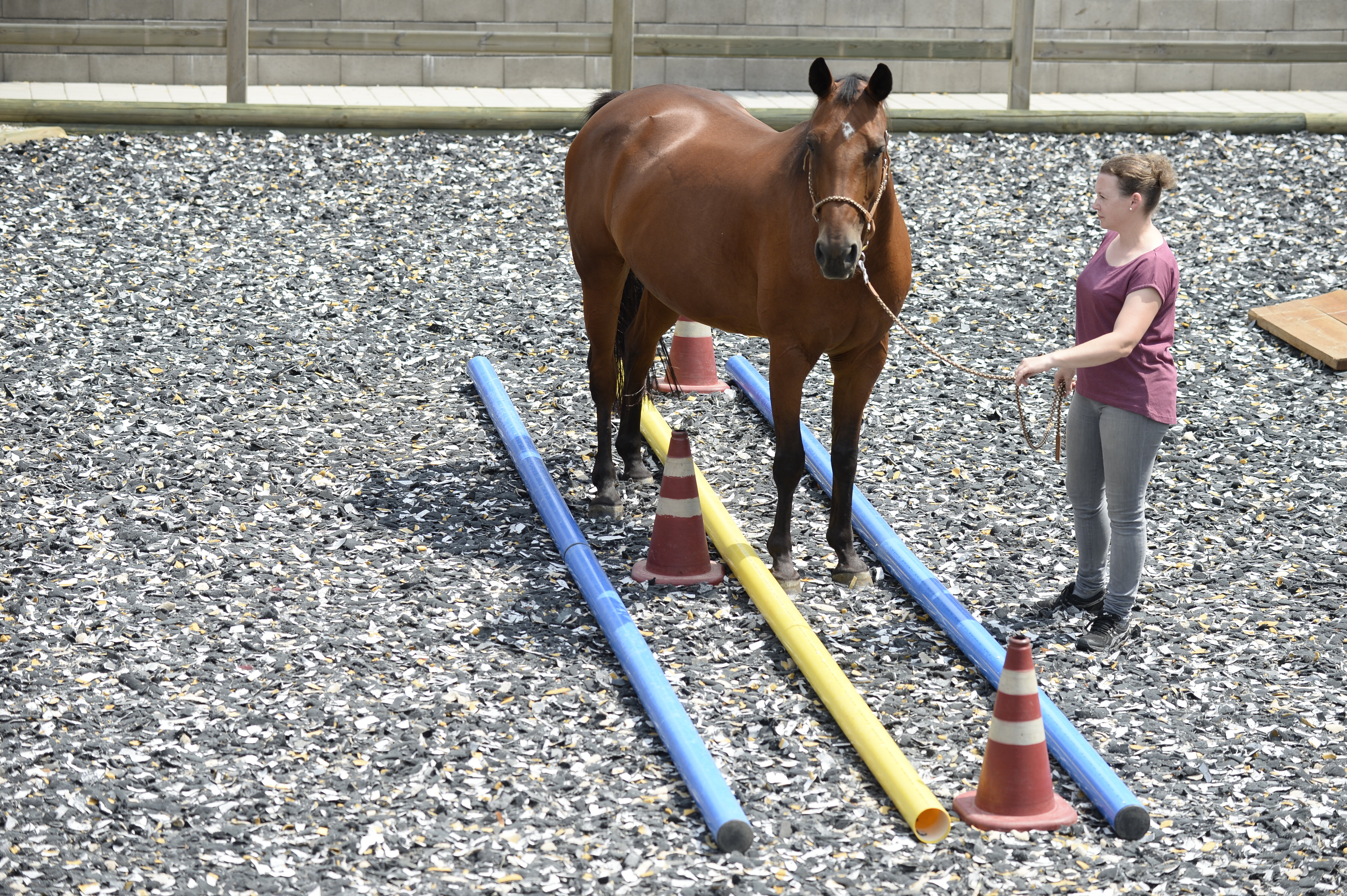 Stabiler Rumpf – geschickte Beine: Propriozeptives Training für mein Pferd!