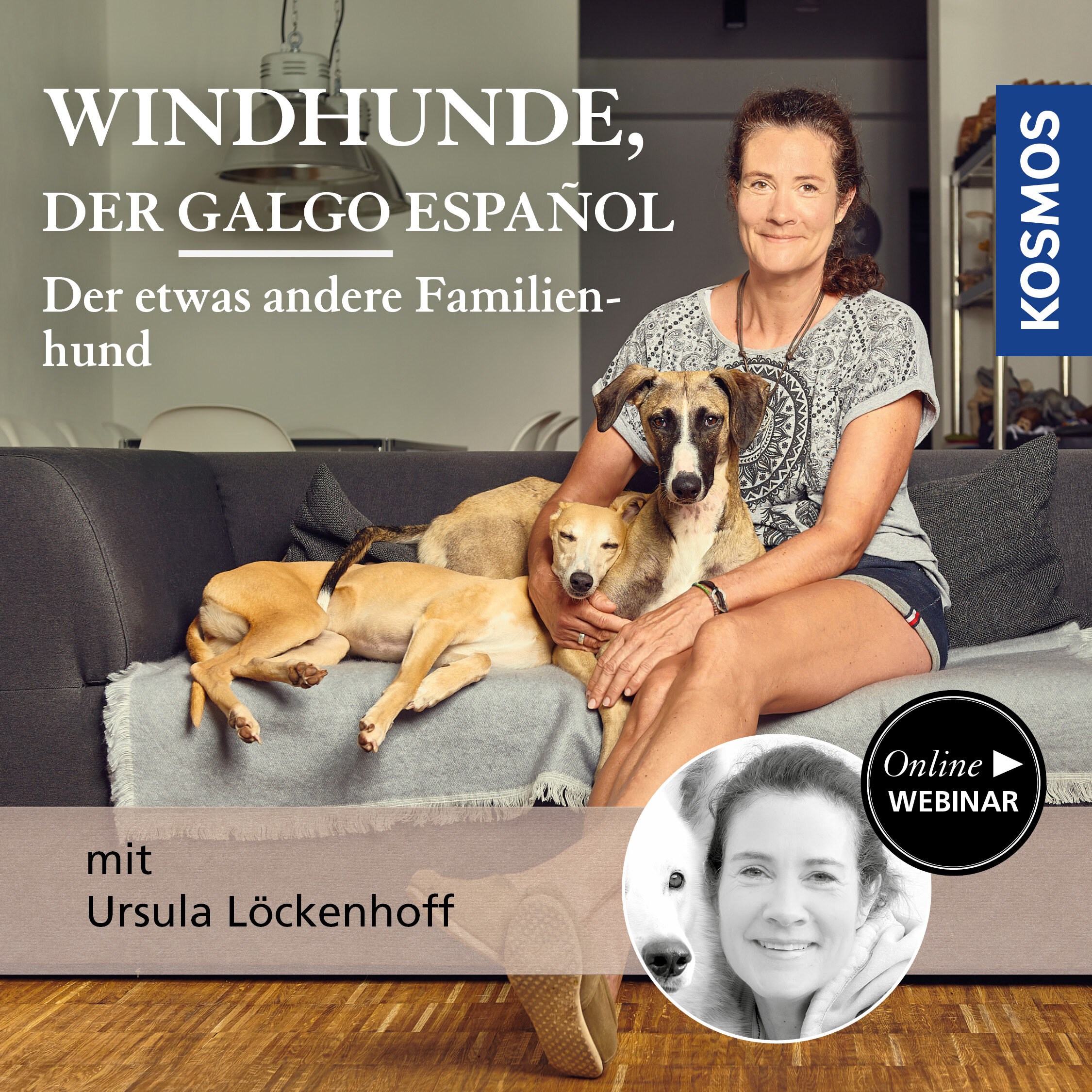Windhunde  der Galgo Español – der etwas andere Familienhund